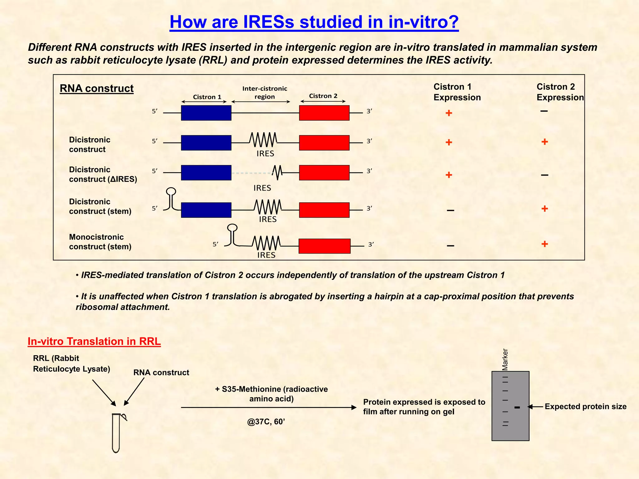 How are IRESs studied in in-vitro?
• IRES-mediated translation of Cistron 2 occurs independently of translation of the upstream Cistron 1
• It is unaffected when Cistron 1 translation is abrogated by inserting a hairpin at a cap-proximal position that prevents
ribosomal attachment.
RRL (Rabbit
Reticulocyte Lysate) RNA construct
+ S35-Methionine (radioactive
amino acid)
@37C, 60’
Protein expressed is exposed to
film after running on gel
Expected protein size
Marker
Cistron 1 Cistron 2
Expression Expression
+
+
+
+
+
_
_
_
RNA construct
IRES
Cistron 1 Cistron 2
Inter-cistronic
region
IRES
IRES
5’
5’
5’
5’
3’
3’
3’
3’
IRES
5’ 3’ +_
Dicistronic
construct
Dicistronic
construct (ΔIRES)
Dicistronic
construct (stem)
Monocistronic
construct (stem)
Different RNA constructs with IRES inserted in the intergenic region are in-vitro translated in mammalian system
such as rabbit reticulocyte lysate (RRL) and protein expressed determines the IRES activity.
In-vitro Translation in RRL
 
