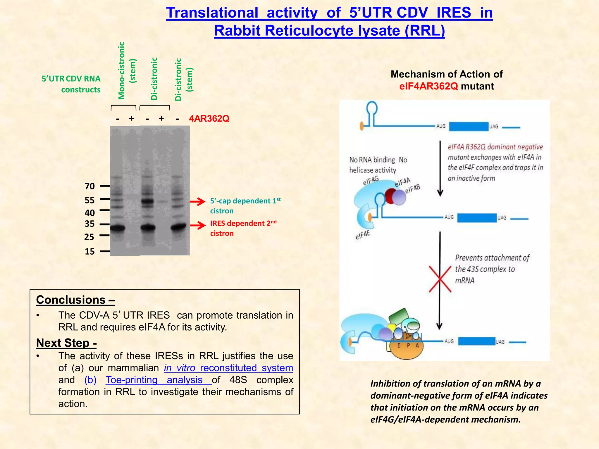 Translational activity of 5’UTR CDV IRES in
Rabbit Reticulocyte lysate (RRL)
Conclusions –
• The CDV-A 5’UTR IRES can promote translation in
RRL and requires eIF4A for its activity.
Next Step -
• The activity of these IRESs in RRL justifies the use
of (a) our mammalian in vitro reconstituted system
and (b) Toe-printing analysis of 48S complex
formation in RRL to investigate their mechanisms of
action.
- + 4AR362QMono-cistronic
(stem)
Di-cistronic
Di-cistronic
(stem)
5’UTRCDV RNA
constructs
IRES dependent 2nd
cistron
5’-cap dependent 1st
cistron
25
35
40
55
70
15
Inhibition of translation of an mRNA by a
dominant-negative form of eIF4A indicates
that initiation on the mRNA occurs by an
eIF4G/eIF4A-dependent mechanism.
- + -
Mechanism of Action of
eIF4AR362Q mutant
 
