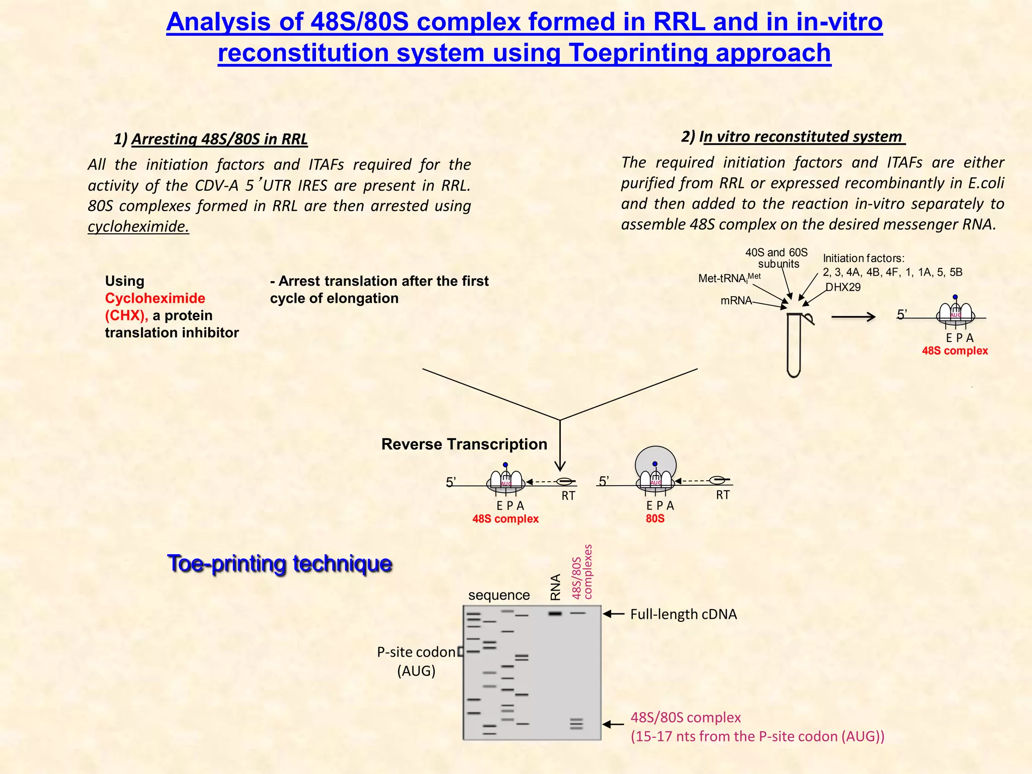 Toe-printing technique RNA
48S/80S
complexes
sequence
Full-length cDNA
48S/80S complex
(15-17 nts from the P-site codon (AUG))
P-site codon
(AUG)
Analysis of 48S/80S complex formed in RRL and in in-vitro
reconstitution system using Toeprinting approach
2) In vitro reconstituted system1) Arresting 48S/80S in RRL
All the initiation factors and ITAFs required for the
activity of the CDV-A 5’UTR IRES are present in RRL.
80S complexes formed in RRL are then arrested using
cycloheximide.
Using
Cycloheximide
(CHX), a protein
translation inhibitor
- Arrest translation after the first
cycle of elongation
5’
E P A
48S complex
E P A
5’
80S
RTRT
AUG AUG
Initiation factors:
2, 3, 4A, 4B, 4F, 1, 1A, 5, 5B
40S and 60S
subunits
Met-tRNAi
Met
mRNA
E P A
5’
80S
AUG
E P A
48S complex
AUG5’
DHX29
5’
E P A
48S complex
R
AUG
Initiation factors:
2, 3, 4A, 4B, 4F, 1, 1A, 5, 5B
40S and 60S
subunits
Met-tRNAi
Met
mRNA
E P A
48S complex
AUG5’
DHX29
Reverse Transcription
The required initiation factors and ITAFs are either
purified from RRL or expressed recombinantly in E.coli
and then added to the reaction in-vitro separately to
assemble 48S complex on the desired messenger RNA.
 