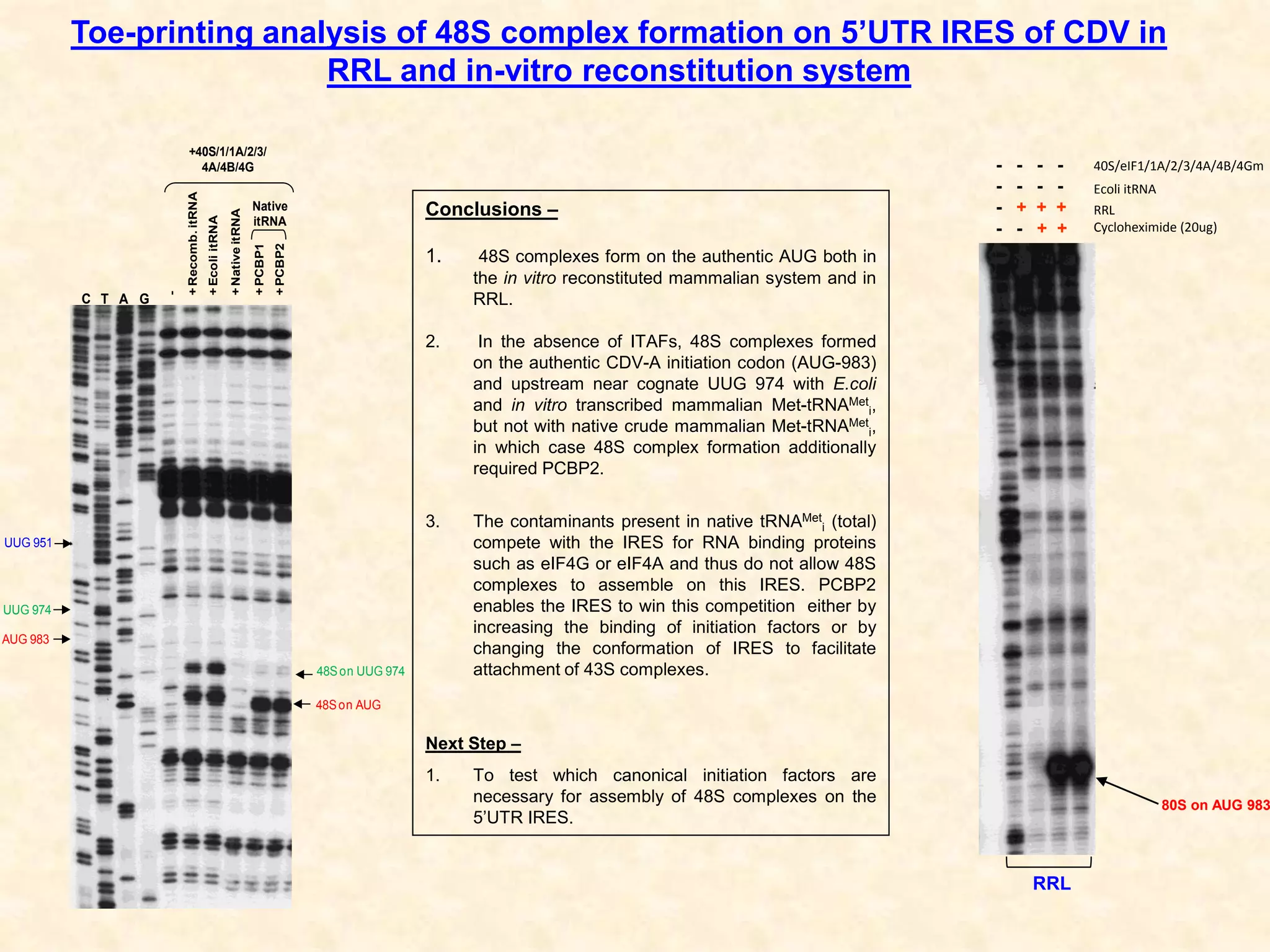 Toe-printing analysis of 48S complex formation on 5’UTR IRES of CDV in
RRL and in-vitro reconstitution system
C T A G
-
+Recomb.itRNA
+EcoliitRNA
+NativeitRNA
+PCBP1
+PCBP2
+40S/1/1A/2/3/
4A/4B/4G
Native
itRNA
AUG 983
UUG 951
UUG 974
48Son AUG
48Son UUG 974
RRL
80S on AUG 983
40S/eIF1/1A/2/3/4A/4B/4Gm
Ecoli itRNA
RRL
Cycloheximide (20ug)
- - - -
- - - -
- + + +
- - + +
Conclusions –
1. 48S complexes form on the authentic AUG both in
the in vitro reconstituted mammalian system and in
RRL.
2. In the absence of ITAFs, 48S complexes formed
on the authentic CDV-A initiation codon (AUG-983)
and upstream near cognate UUG 974 with E.coli
and in vitro transcribed mammalian Met-tRNAMet
i,
but not with native crude mammalian Met-tRNAMet
i,
in which case 48S complex formation additionally
required PCBP2.
3. The contaminants present in native tRNAMet
i (total)
compete with the IRES for RNA binding proteins
such as eIF4G or eIF4A and thus do not allow 48S
complexes to assemble on this IRES. PCBP2
enables the IRES to win this competition either by
increasing the binding of initiation factors or by
changing the conformation of IRES to facilitate
attachment of 43S complexes.
Next Step –
1. To test which canonical initiation factors are
necessary for assembly of 48S complexes on the
5’UTR IRES.
 