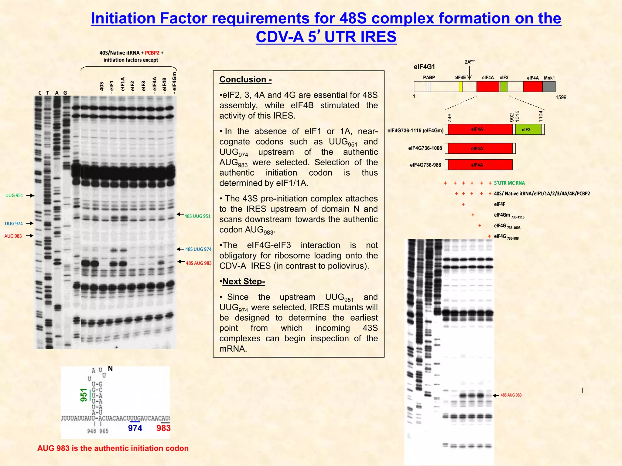 Conclusion -
•eIF2, 3, 4A and 4G are essential for 48S
assembly, while eIF4B stimulated the
activity of this IRES.
• In the absence of eIF1 or 1A, near-
cognate codons such as UUG951 and
UUG974 upstream of the authentic
AUG983 were selected. Selection of the
authentic initiation codon is thus
determined by eIF1/1A.
• The 43S pre-initiation complex attaches
to the IRES upstream of domain N and
scans downstream towards the authentic
codon AUG983.
•The eIF4G-eIF3 interaction is not
obligatory for ribosome loading onto the
CDV-A IRES (in contrast to poliovirus).
•Next Step-
• Since the upstream UUG951 and
UUG974 were selected, IRES mutants will
be designed to determine the earliest
point from which incoming 43S
complexes can begin inspection of the
mRNA.
Initiation Factor requirements for 48S complex formation on the
CDV-A 5’UTR IRES
C T A G
-40S
-eIF1
-eIF1A
-eIF2
-eIF3
-eIF4A
-eIF4B
-eIF4Gm
40S/Native itRNA + PCBP2 +
initiation factors except
AUG 983
UUG 951
UUG 974
48S AUG 983
48S UUG 974
48S UUG 951
C T A G
-40S
-eIF1
-eIF1A
-eIF2
-eIF3
-eIF4A
-eIF4B
-eIF4Gm
40S/Native itRNA + PCBP2 +
initiation factors except
AUG 983
UUG 951
UUG 974
48S AUG 983
48S UUG 974
48S UUG 951
5’UTR MC RNA
40S/ Native itRNA/eIF1/1A/2/3/4A/4B/PCBP2
eIF4F
eIF4Gm 736-1115
eIF4G 736-1008
eIF4G 736-988
+ + + + + +
+ + + + +
+
+
+
+
48S AUG 983
5’UTR MC RNA
40S/ Native itRNA/eIF1/1A/2/3/4A/4B/PCBP2
eIF4F
eIF4Gm 736-1115
eIF4G 736-1008
eIF4G 736-988
+ + + + + +
+ + + + +
+
+
+
+
48S AUG 983
N
N
PABP eIF4E eIF4A eIF4A Mnk1eIF3
eIF4G1
2Apro
1 1599
746
992
1015
1104
eIF4G736-1115 (eIF4Gm)
eIF4G736-1008
eIF4G736-988
eIF3eIF4A
eIF4A
eIF4A
951
974 983
AUG 983 is the authentic initiation codon
 