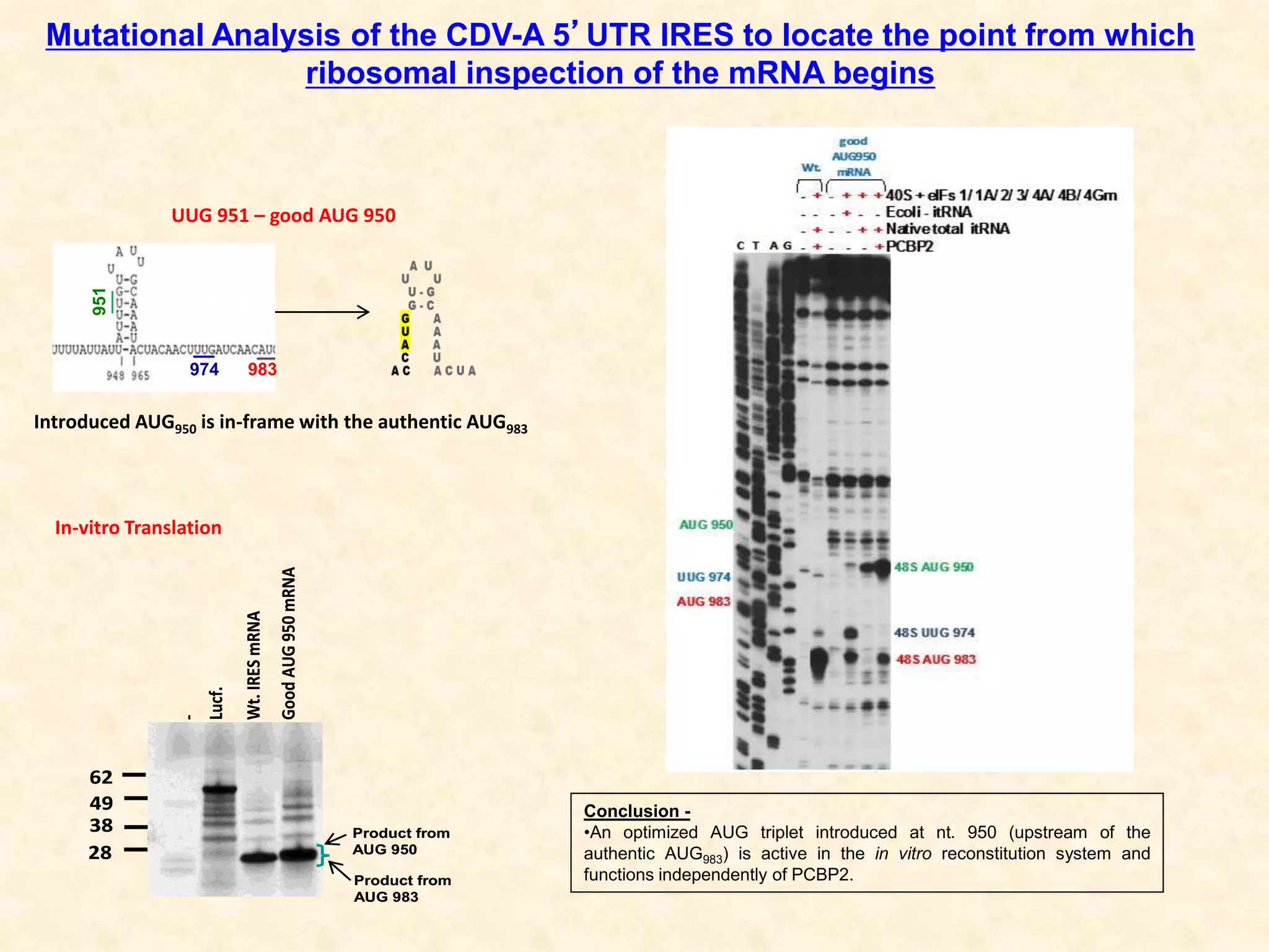 UUG 951 – good AUG 950
Introduced AUG950 is in-frame with the authentic AUG983
Conclusion -
•An optimized AUG triplet introduced at nt. 950 (upstream of the
authentic AUG983) is active in the in vitro reconstitution system and
functions independently of PCBP2.
Mutational Analysis of the CDV-A 5’UTR IRES to locate the point from which
ribosomal inspection of the mRNA begins
28
38
49
62
-
Lucf.
Wt.IRESmRNA
GoodAUG950mRNA
Product from
AUG 950
Product from
AUG 983
28
38
49
62
-
Lucf.
Wt.IRESmRNA
GoodAUG950mRNA
Product from
AUG 950
Product from
AUG 983
N
951
974 983
In-vitro Translation
 