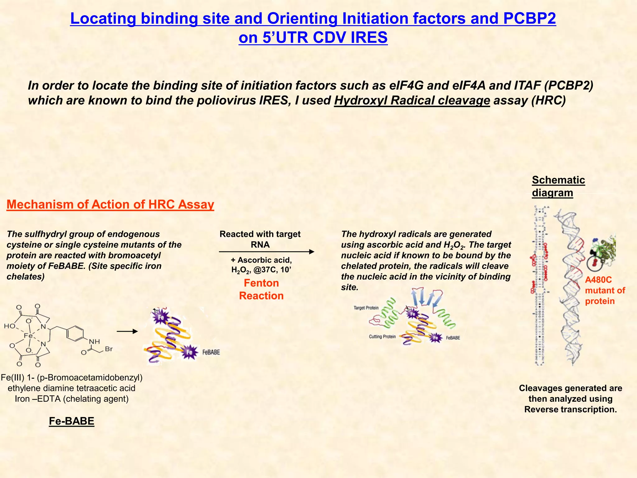 Fe(III) 1- (p-Bromoacetamidobenzyl)
ethylene diamine tetraacetic acid
Iron –EDTA (chelating agent)
Mechanism of Action of HRC Assay
Locating binding site and Orienting Initiation factors and PCBP2
on 5’UTR CDV IRES
Cleavages generated are
then analyzed using
Reverse transcription.
Fe-BABE
The sulfhydryl group of endogenous
cysteine or single cysteine mutants of the
protein are reacted with bromoacetyl
moiety of FeBABE. (Site specific iron
chelates)
The hydroxyl radicals are generated
using ascorbic acid and H2O2. The target
nucleic acid if known to be bound by the
chelated protein, the radicals will cleave
the nucleic acid in the vicinity of binding
site.
Reacted with target
RNA
+ Ascorbic acid,
H2O2, @37C, 10’
Fenton
Reaction
Fenton
Reaction
A480C
mutant of
protein
In order to locate the binding site of initiation factors such as eIF4G and eIF4A and ITAF (PCBP2)
which are known to bind the poliovirus IRES, I used Hydroxyl Radical cleavage assay (HRC)
Schematic
diagram
 
