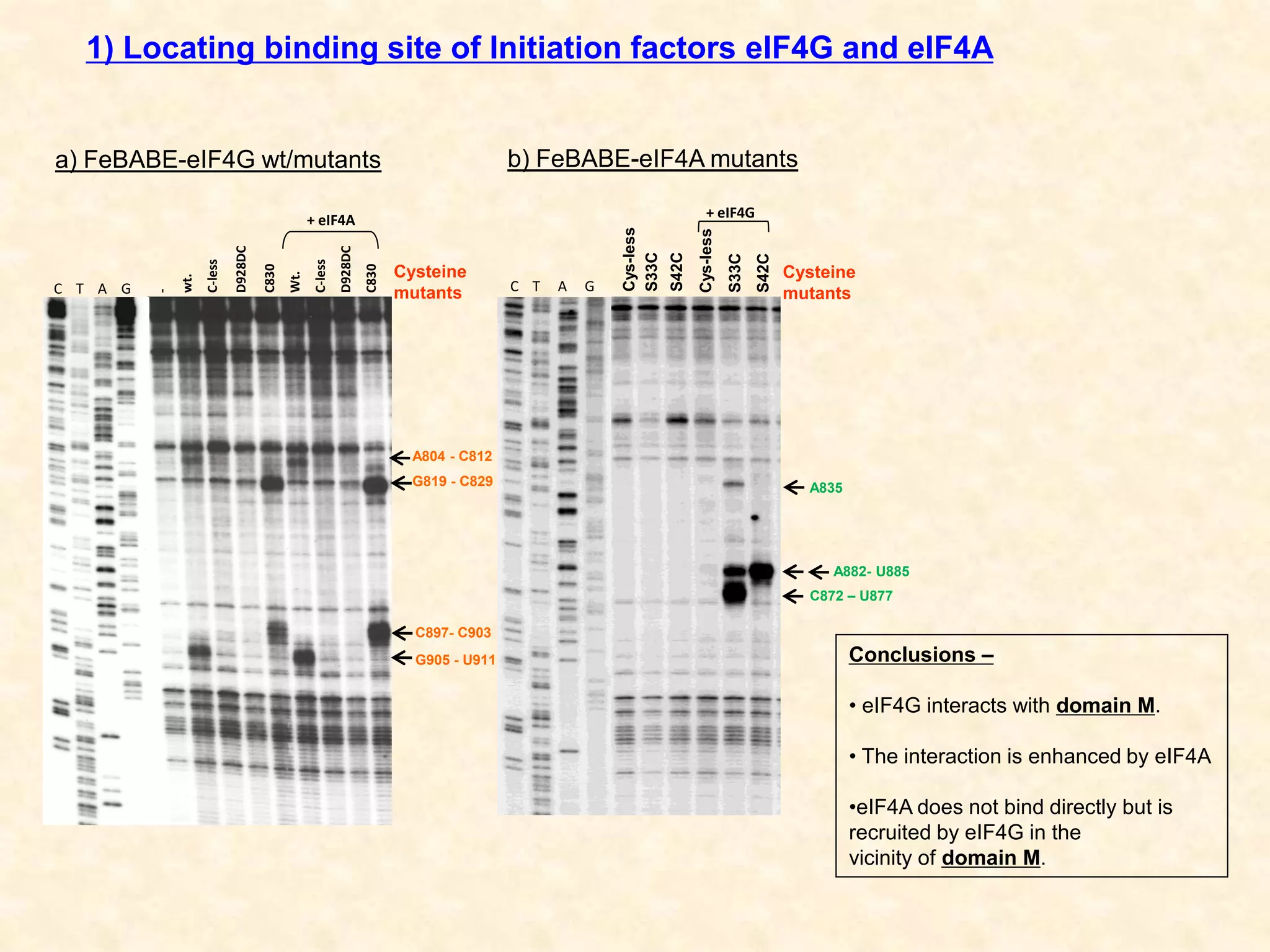 1) Locating binding site of Initiation factors eIF4G and eIF4A
-
wt.
C-less
D928DC
C830
Wt.
C-less
D928DC
C830
+ eIF4A + eIF4G
C T A G
S33C
S42C
Cys-less
S33C
S42C
Cys-less
Cysteine
mutants
a) FeBABE-eIF4G wt/mutants b) FeBABE-eIF4A mutants
Conclusions –
• eIF4G interacts with domain M.
• The interaction is enhanced by eIF4A
•eIF4A does not bind directly but is
recruited by eIF4G in the
vicinity of domain M.
G905 - U911
A804 - C812
C897- C903
G819 - C829
C872 – U877
A882- U885
A835
C T A G
Cysteine
mutants
 