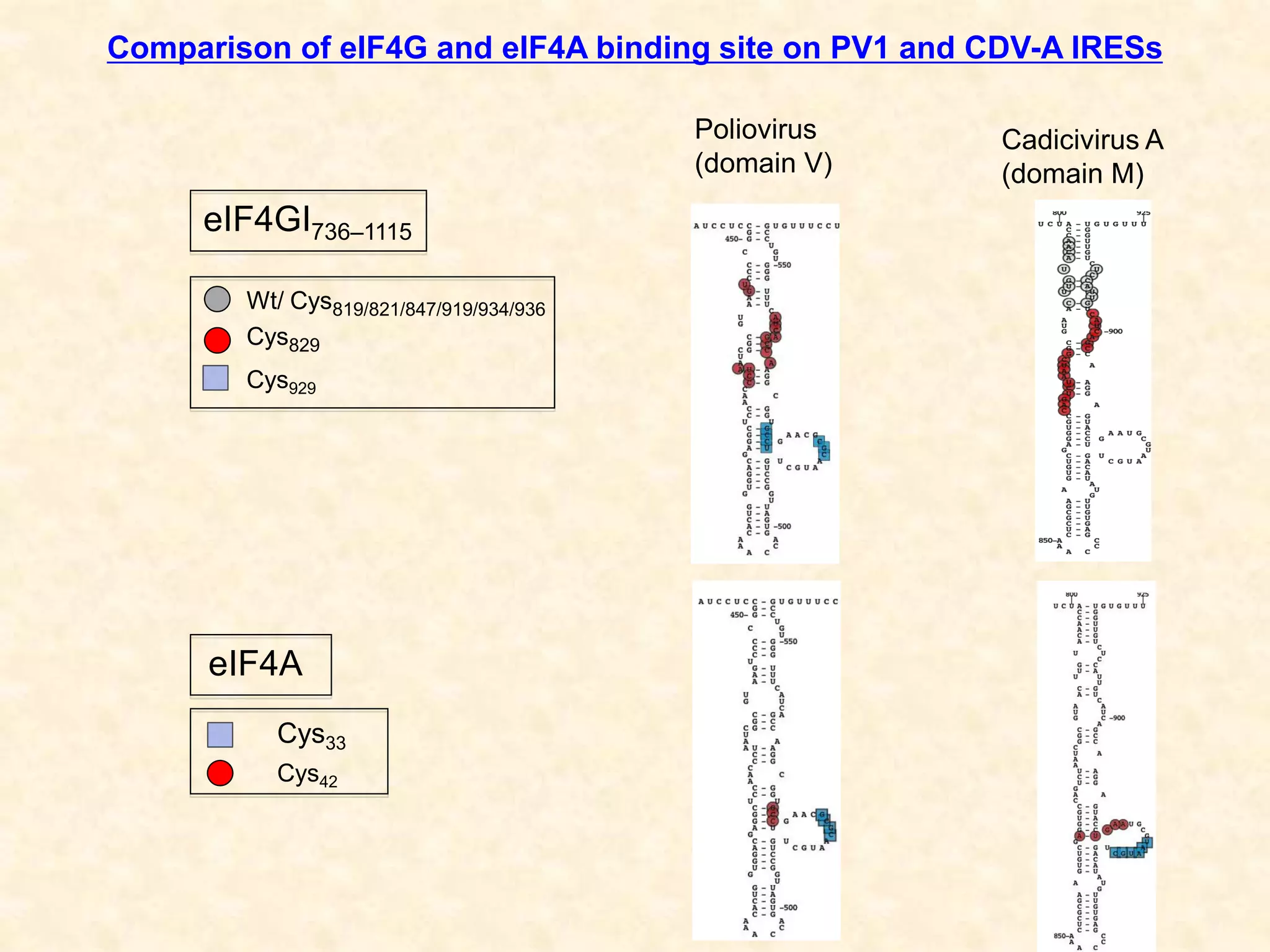 Comparison of eIF4G and eIF4A binding site on PV1 and CDV-A IRESs
Cys929
Wt/ Cys819/821/847/919/934/936
Cys829
Cys33
Cys42
eIF4GI736–1115
eIF4A
Poliovirus
(domain V)
Cadicivirus A
(domain M)
 