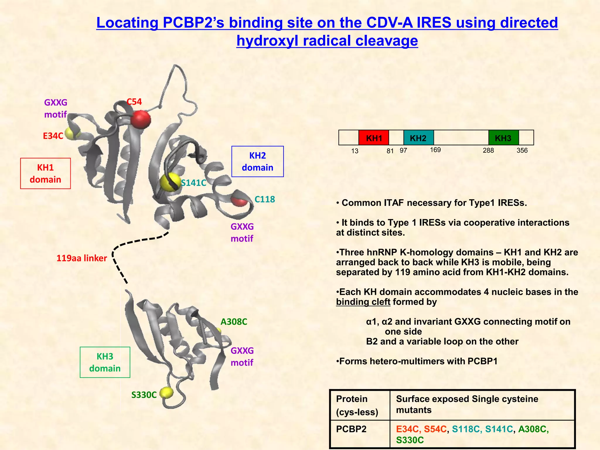 KH3
domain
KH1
domain
KH2
domain
E34C
S141C
A308C
S330C
C54
C118
119aa linker
GXXG
motif
GXXG
motif
GXXG
motif
• Common ITAF necessary for Type1 IRESs.
• It binds to Type 1 IRESs via cooperative interactions
at distinct sites.
•Three hnRNP K-homology domains – KH1 and KH2 are
arranged back to back while KH3 is mobile, being
separated by 119 amino acid from KH1-KH2 domains.
•Each KH domain accommodates 4 nucleic bases in the
binding cleft formed by
α1, α2 and invariant GXXG connecting motif on
one side
Β2 and a variable loop on the other
•Forms hetero-multimers with PCBP1
Locating PCBP2’s binding site on the CDV-A IRES using directed
hydroxyl radical cleavage
KH1 KH2 KH3
13 81 97 169 288 356
Protein
(cys-less)
Surface exposed Single cysteine
mutants
PCBP2 E34C, S54C, S118C, S141C, A308C,
S330C
 