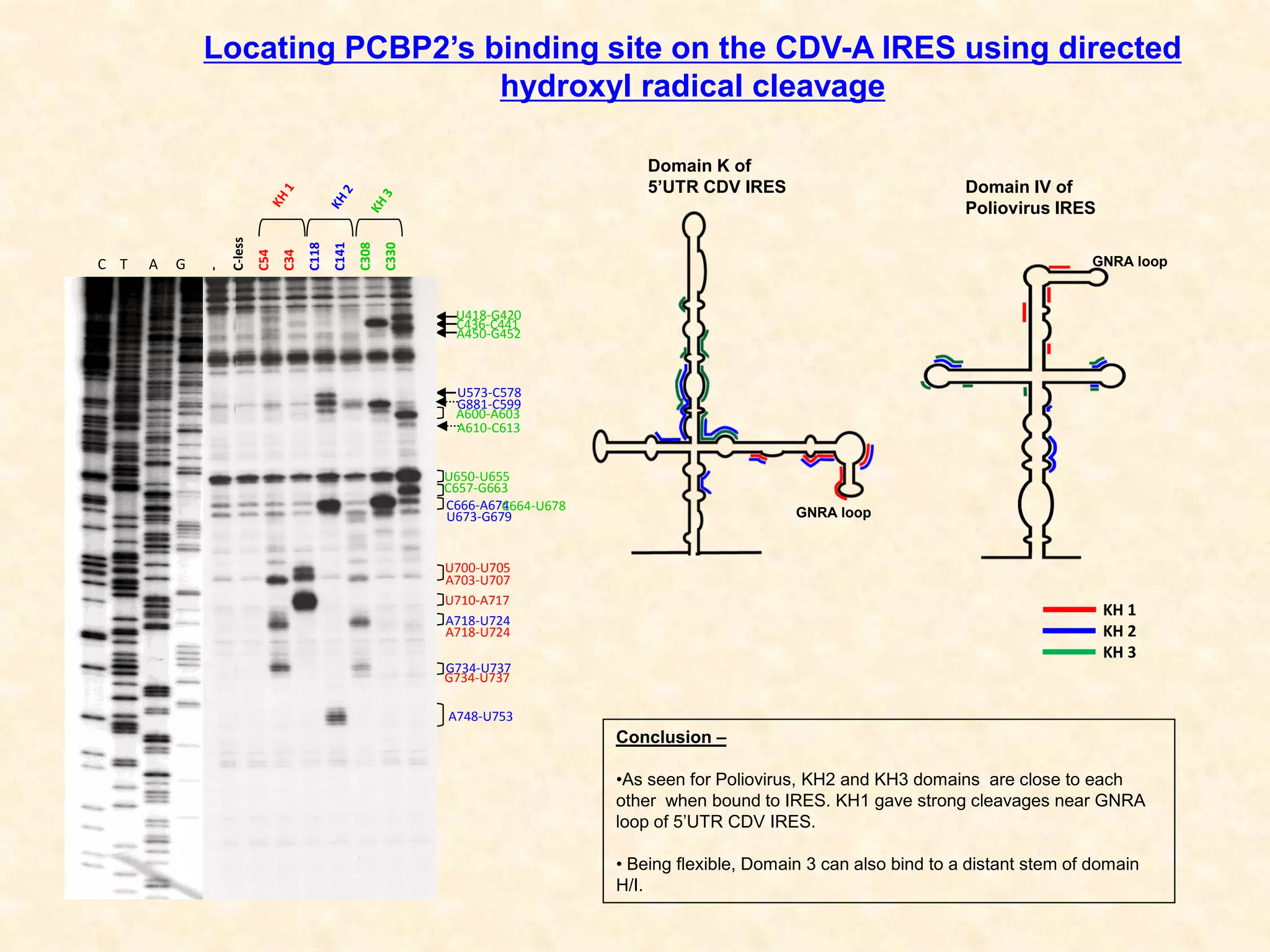 Locating PCBP2’s binding site on the CDV-A IRES using directed
hydroxyl radical cleavage
-
C-less
C54
C34
C118
C141
C308
C330
C T A G
A748-U753
G734-U737
G734-U737
A718-U724
A718-U724
U710-A717
U700-U705
A703-U707
C666-A674
U673-G679
C664-U678
C657-G663
U650-U655
A610-C613
A600-A603
G881-C599
U573-C578
A450-G452
C436-C441
U418-G420
Conclusion –
•As seen for Poliovirus, KH2 and KH3 domains are close to each
other when bound to IRES. KH1 gave strong cleavages near GNRA
loop of 5’UTR CDV IRES.
• Being flexible, Domain 3 can also bind to a distant stem of domain
H/I.
Domain K of
5’UTR CDV IRES Domain IV of
Poliovirus IRES
GNRA loop
KH 1
KH 2
KH 3
GNRA loop
 