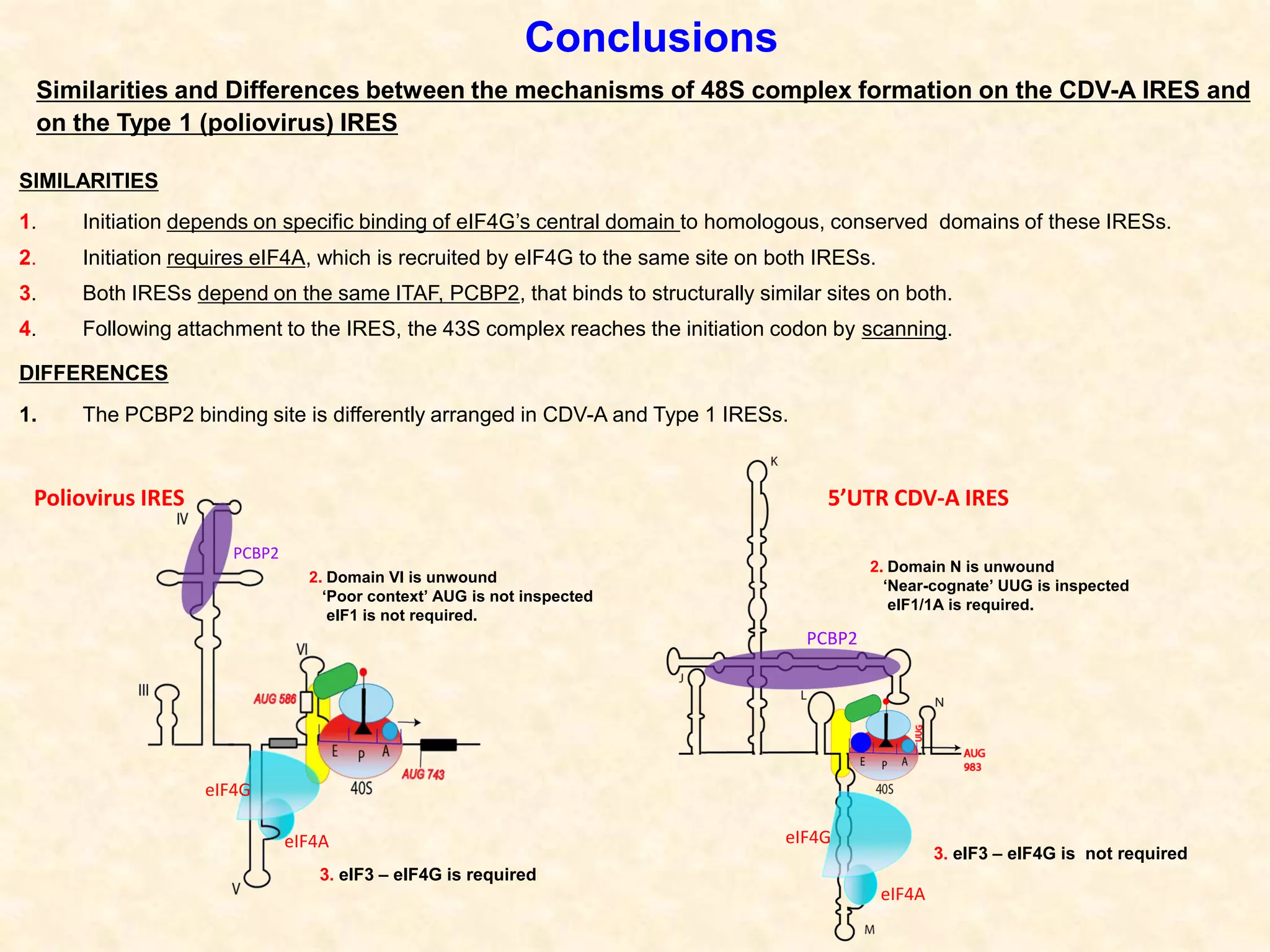 Conclusions
Similarities and Differences between the mechanisms of 48S complex formation on the CDV-A IRES and
on the Type 1 (poliovirus) IRES
SIMILARITIES
1. Initiation depends on specific binding of eIF4G’s central domain to homologous, conserved domains of these IRESs.
2. Initiation requires eIF4A, which is recruited by eIF4G to the same site on both IRESs.
3. Both IRESs depend on the same ITAF, PCBP2, that binds to structurally similar sites on both.
4. Following attachment to the IRES, the 43S complex reaches the initiation codon by scanning.
DIFFERENCES
1. The PCBP2 binding site is differently arranged in CDV-A and Type 1 IRESs.
eIF4G
eIF4A
PCBP2
eIF4G
eIF4A
PCBP2
2. Domain VI is unwound
‘Poor context’ AUG is not inspected
eIF1 is not required.
3. eIF3 – eIF4G is required
2. Domain N is unwound
‘Near-cognate’ UUG is inspected
eIF1/1A is required.
3. eIF3 – eIF4G is not required
5’UTR CDV-A IRESPoliovirus IRES
 