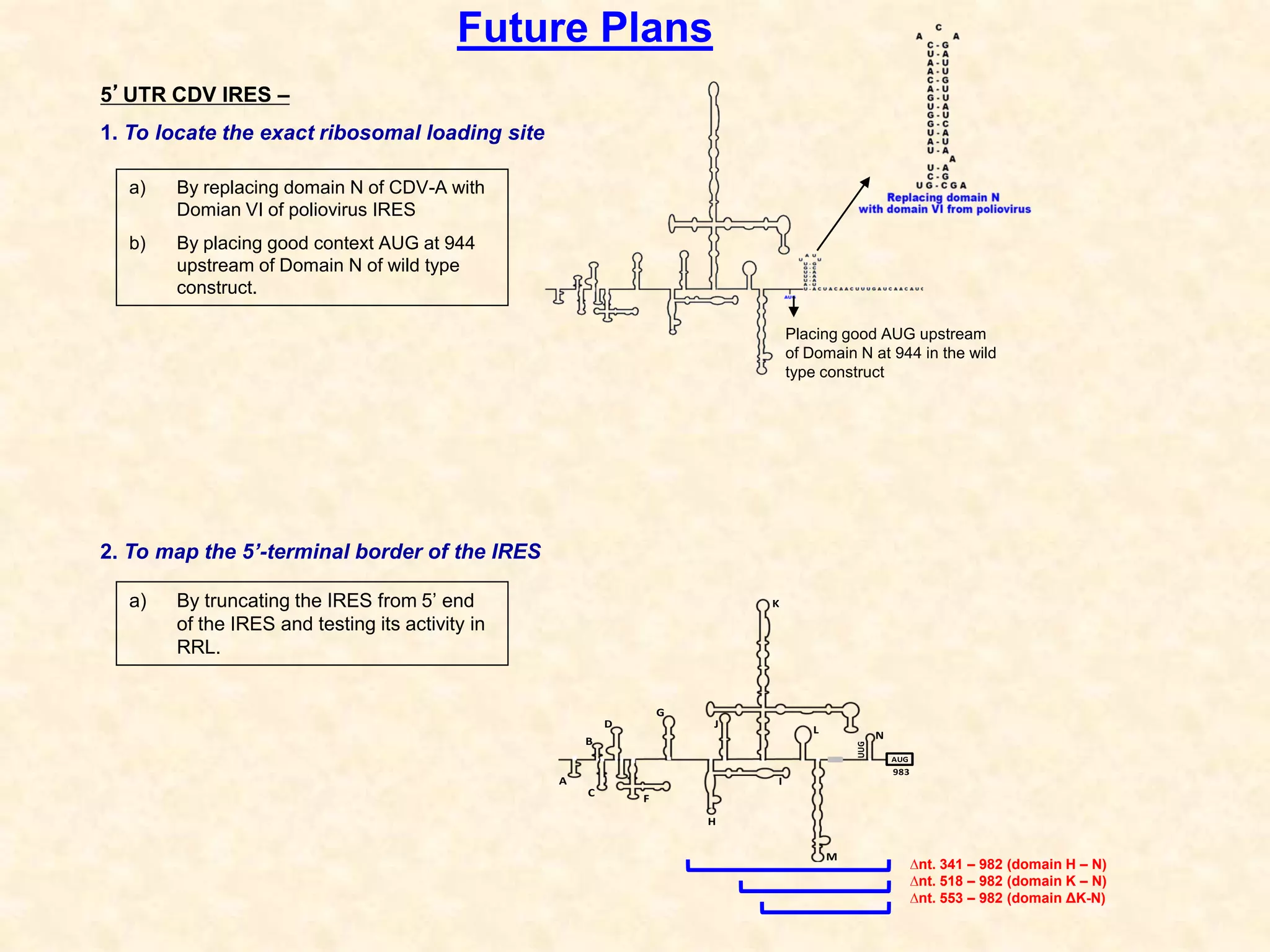 5’UTR CDV IRES –
1. To locate the exact ribosomal loading site
2. To map the 5’-terminal border of the IRES
Future Plans
∆nt. 341 – 982 (domain H – N)
∆nt. 518 – 982 (domain K – N)
∆nt. 553 – 982 (domain ΔK-N)
A
B
C
D
F
G
H
I
J
K
L
M
N
UUG
AUG
983
Placing good AUG upstream
of Domain N at 944 in the wild
type construct
a) By replacing domain N of CDV-A with
Domian VI of poliovirus IRES
b) By placing good context AUG at 944
upstream of Domain N of wild type
construct.
a) By truncating the IRES from 5’ end
of the IRES and testing its activity in
RRL.
 