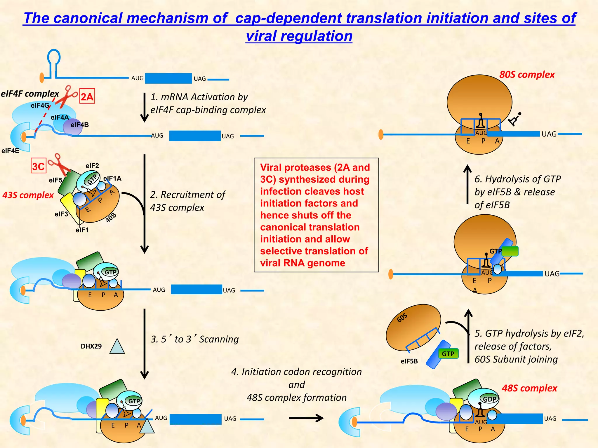 The canonical mechanism of cap-dependent translation initiation and sites of
viral regulation
AUG UAG
AUG UAG
E P A
AUG UAG
E P A
AUG UAG
E P A
AUG
UAG
E P
A
AUG UAG
1. mRNA Activation by
eIF4F cap-binding complex
2. Recruitment of
43S complex
3. 5’ to 3’ Scanning
4. Initiation codon recognition
and
48S complex formation
48S complex
eIF4E
eIF4G
eIF4A
eIF4B
eIF1
eIF1A
eIF2
eIF5
eIF3
43S complex
GTP
GTP
E P A
AUG UAG
5. GTP hydrolysis by eIF2,
release of factors,
60S Subunit joining
6. Hydrolysis of GTP
by eIF5B & release
of eIF5B
80S complex
eIF5B
GTP
GTP
DHX29
GDP
Viral proteases (2A and
3C) synthesized during
infection cleaves host
initiation factors and
hence shuts off the
canonical translation
initiation and allow
selective translation of
viral RNA genome
2A
3C
eIF4F complex
 