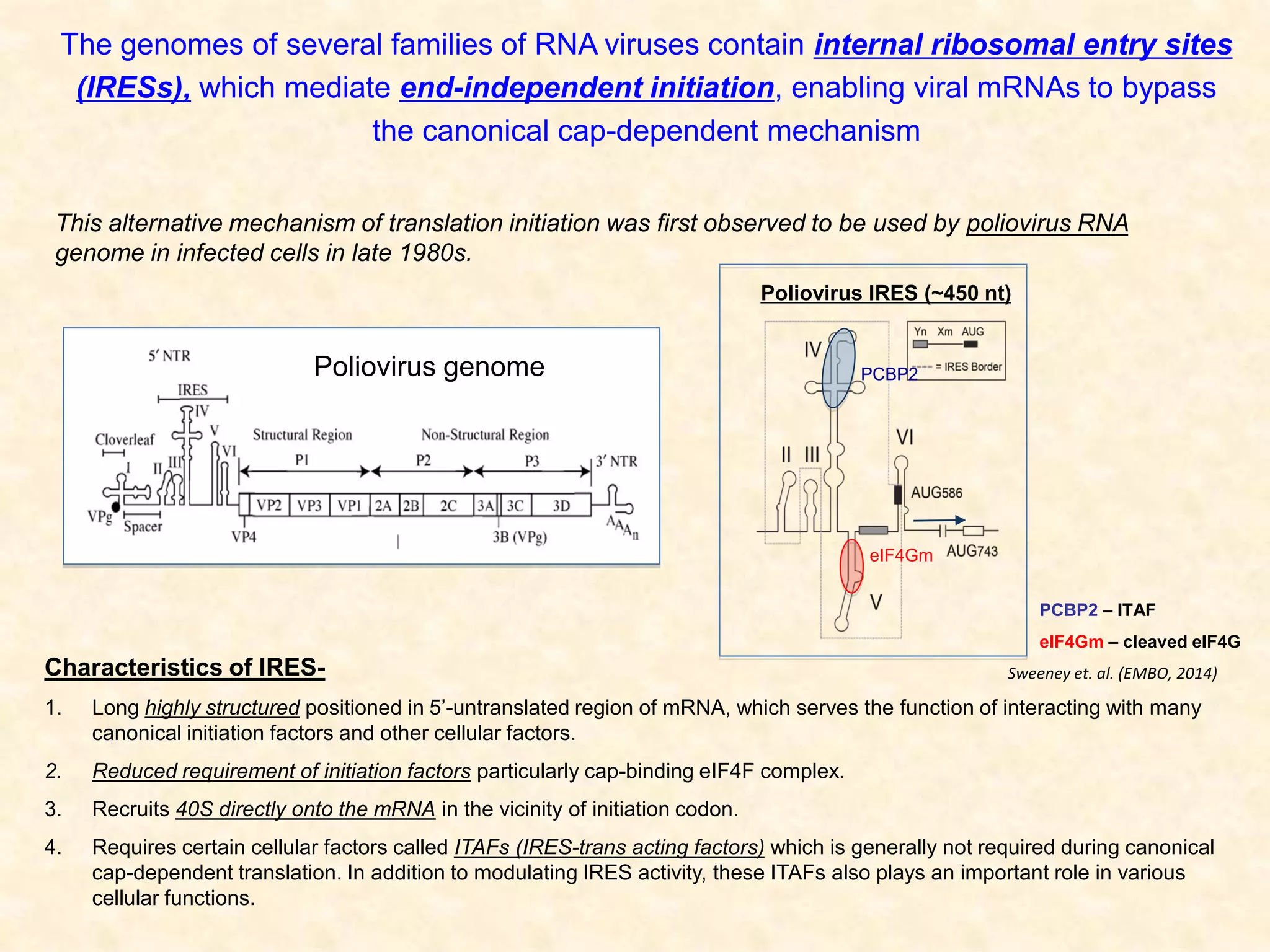 The genomes of several families of RNA viruses contain internal ribosomal entry sites
(IRESs), which mediate end-independent initiation, enabling viral mRNAs to bypass
the canonical cap-dependent mechanism
Characteristics of IRES-
1. Long highly structured positioned in 5’-untranslated region of mRNA, which serves the function of interacting with many
canonical initiation factors and other cellular factors.
2. Reduced requirement of initiation factors particularly cap-binding eIF4F complex.
3. Recruits 40S directly onto the mRNA in the vicinity of initiation codon.
4. Requires certain cellular factors called ITAFs (IRES-trans acting factors) which is generally not required during canonical
cap-dependent translation. In addition to modulating IRES activity, these ITAFs also plays an important role in various
cellular functions.
This alternative mechanism of translation initiation was first observed to be used by poliovirus RNA
genome in infected cells in late 1980s.
Poliovirus genome
Poliovirus IRES (~450 nt)
eIF4Gm
PCBP2
PCBP2 – ITAF
eIF4Gm – cleaved eIF4G
Sweeney et. al. (EMBO, 2014)
 