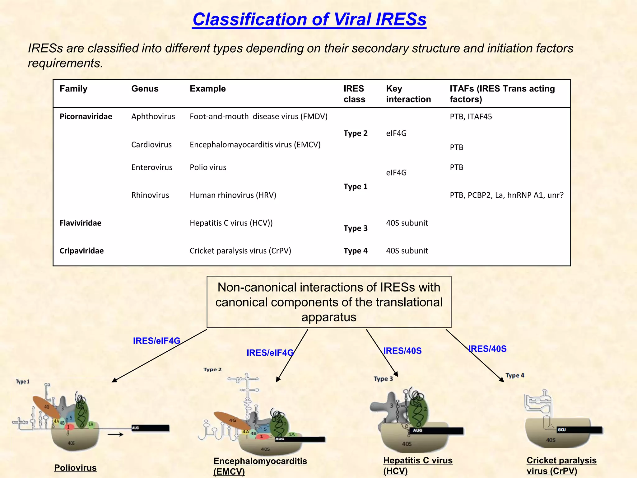 Classification of Viral IRESs
Family Genus Example IRES
class
Key
interaction
ITAFs (IRES Trans acting
factors)
Picornaviridae Aphthovirus Foot-and-mouth disease virus (FMDV)
Type 2 eIF4G
PTB, ITAF45
Cardiovirus Encephalomayocarditis virus (EMCV) PTB
Enterovirus Polio virus
Type 1
eIF4G
PTB
Rhinovirus Human rhinovirus (HRV) PTB, PCBP2, La, hnRNP A1, unr?
Flaviviridae Hepatitis C virus (HCV))
Type 3
40S subunit
Cripaviridae Cricket paralysis virus (CrPV) Type 4 40S subunit
IRESs are classified into different types depending on their secondary structure and initiation factors
requirements.
Non-canonical interactions of IRESs with
canonical components of the translational
apparatus
Poliovirus
Encephalomyocarditis
(EMCV)
Hepatitis C virus
(HCV)
Cricket paralysis
virus (CrPV)
IRES/eIF4G
IRES/eIF4G IRES/40S IRES/40S
 