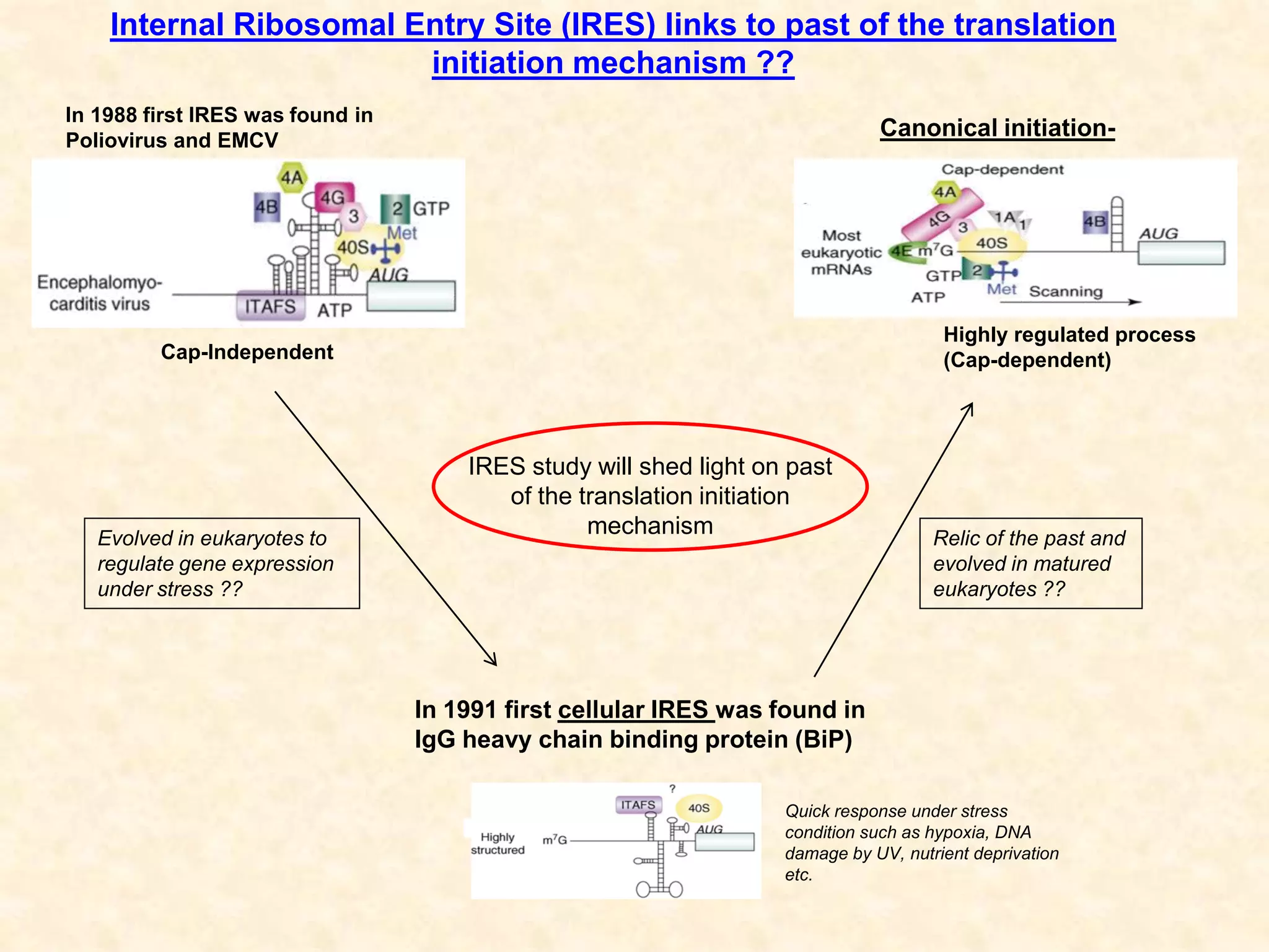 Internal Ribosomal Entry Site (IRES) links to past of the translation
initiation mechanism ??
Canonical initiation-
In 1988 first IRES was found in
Poliovirus and EMCV
In 1991 first cellular IRES was found in
IgG heavy chain binding protein (BiP)
Quick response under stress
condition such as hypoxia, DNA
damage by UV, nutrient deprivation
etc.
Highly regulated process
(Cap-dependent)
Relic of the past and
evolved in matured
eukaryotes ??
Evolved in eukaryotes to
regulate gene expression
under stress ??
IRES study will shed light on past
of the translation initiation
mechanism
Cap-Independent
 