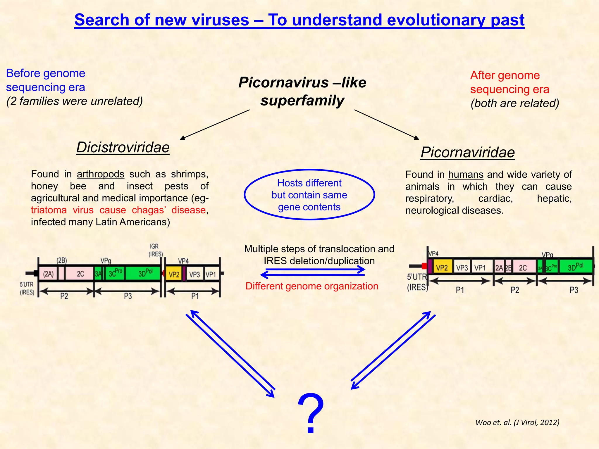 Dicistroviridae
Before genome
sequencing era
(2 families were unrelated)
Picornaviridae
?
After genome
sequencing era
(both are related)
Picornavirus –like
superfamily
Multiple steps of translocation and
IRES deletion/duplication
Found in arthropods such as shrimps,
honey bee and insect pests of
agricultural and medical importance (eg-
triatoma virus cause chagas’ disease,
infected many Latin Americans)
Found in humans and wide variety of
animals in which they can cause
respiratory, cardiac, hepatic,
neurological diseases.
Hosts different
but contain same
gene contents
Different genome organization
Search of new viruses – To understand evolutionary past
Woo et. al. (J Virol, 2012)
 