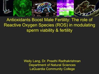 Antioxidants Boost Male Fertility: The role of
Reactive Oxygen Species (ROS) in modulating
           sperm viability & fertility




          Weily Lang, Dr. Preethi Radhakrishnan
            Department of Natural Sciences
             LaGuardia Community College
 