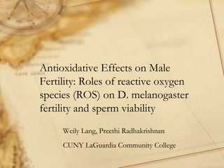 Antioxidative Effects on Male
Fertility: Roles of reactive oxygen
species (ROS) on D. melanogaster
fertility and sperm viability
     Weily Lang, Preethi Radhakrishnan
     CUNY LaGuardia Community College
 