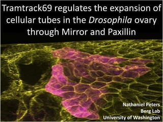 Tramtrack69 regulates the expansion of
 cellular tubes in the Drosophila ovary
       through Mirror and Paxillin




                                 Nathaniel Peters
                                        Berg Lab
                        University of Washington
 
