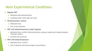 Main Experimental Conditions
 Regular PDT
 Methylene blue photosensitizer
 Irradiated under white light two times
 Photosensitizer control
 Methylene blue
 Left in total darkness
 PDT with bioluminescence under hypoxia
 Methylene blue, luciferin (bioluminescence), glucose oxidase and catalase (hypoxia
induction system)
 Covered with aluminum
 PDT with bioluminescence
 Methylene blue, luciferin
 Left in darkness and normal oxygen concentrations
 