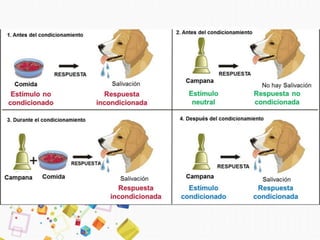 Comida
Comida
Campana
Campana Campana
RESPUESTA RESPUESTA
RESPUESTA
Estímulo no
condicionado
Respuesta
incondicionada
Estímulo
neutral
Respuesta no
condicionada
Respuesta
incondicionada
Respuesta
condicionada
Estímulo
condicionado
Salivación Salivación
Salivación No hay Salivación
1. Antes del condicionamiento 2. Antes del condicionamiento
3. Durante el condicionamiento 4. Después del condicionamiento
 