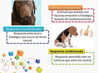 Estímulo que provoca una
repuesta emocional o fisiológica
después del condicionamiento.
Estímulo condicionado
Respuesta emocional o
fisiológica que ocurre de forma
natural.
Respuesta incondicionada
Respuesta aprendida ante un
estímulo que antes era neutral.
Respuesta condicionada
 