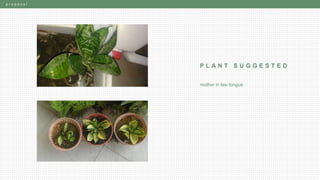 p r o p o s a l
P L A N T S U G G E S T E D
mother in law tongue
 