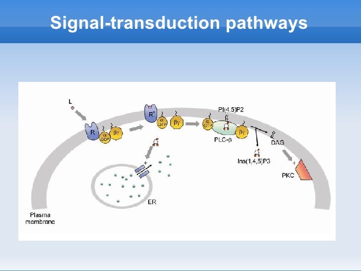Signal transduction