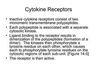 Cytokine Receptors Inactive cytokine receptors consist of two monomeric transmembrane polypeptides. Each polypeptide is associated with a separate cytosolic kinase. Ligand binding to the receptor results in dimerization of the polypeptides (formation of a dimer).  The kinases then phosphorylate a tyrosine residue on each other, which causes each to phosphorylate tyrosine residues on the cytosolic regions of each sub-unit. [Figure 14-5] The receptor is then active. 