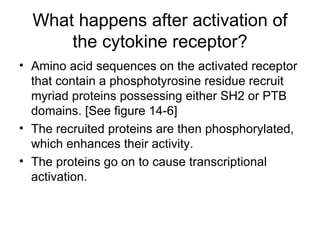 What happens after activation of the cytokine receptor? Amino acid sequences on the activated receptor that contain a phosphotyrosine residue recruit myriad proteins possessing either SH2 or PTB domains. [See figure 14-6] The recruited proteins are then phosphorylated, which enhances their activity. The proteins go on to cause transcriptional activation. 