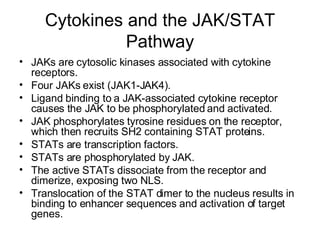 Cytokines and the JAK/STAT Pathway JAKs are cytosolic kinases associated with cytokine receptors.  Four JAKs exist (JAK1-JAK4). Ligand binding to a JAK-associated cytokine receptor causes the JAK to be phosphorylated and activated. JAK phosphorylates tyrosine residues on the receptor, which then recruits SH2 containing STAT proteins. STATs are transcription factors. STATs are phosphorylated by JAK. The active STATs dissociate from the receptor and dimerize, exposing two NLS. Translocation of the STAT dimer to the nucleus results in binding to enhancer sequences and activation of target genes. 
