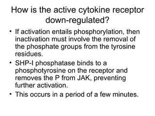 How is the active cytokine receptor down-regulated? If activation entails phosphorylation, then inactivation must involve the removal of the phosphate groups from the tyrosine residues. SHP-I phosphatase binds to a phosphotyrosine on the receptor and removes the P from JAK, preventing further activation. This occurs in a period of a few minutes. 