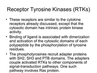 Receptor Tyrosine Kinases (RTKs) These receptors are similar to the cytokine receptors already discussed, except that the cytosolic domain has intrinsic protein kinase activity. Binding of ligand is associated with dimerization and activation of the cytosolic domains of each polypeptide by the phosphorylation of tyrosine residues. The phosphotyrosines recruit adapter proteins with SH2, SH3 and PTB domains. The adapters couple activated RTKs to other components of signal-transduction pathways. One such pathway involves Ras protein. 