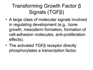 Transforming Growth Factor  β  Signals (TGF β ) A large class of molecular signals involved in regulating development (e.g., bone growth, mesoderm formation, formation of cell-adhesion molecules, anti-proliferation effects). The activated TGF β   receptor directly phosphorylates a transcription factor. 
