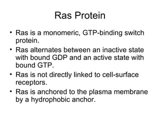 Ras Protein Ras is a monomeric, GTP-binding switch protein. Ras alternates between an inactive state with bound GDP and an active state with bound GTP. Ras is not directly linked to cell-surface receptors.  Ras is anchored to the plasma membrane by a hydrophobic anchor. 