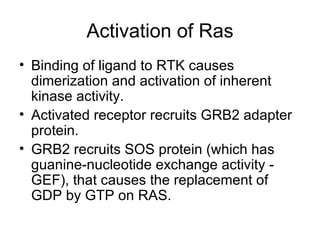 Activation of Ras Binding of ligand to RTK causes dimerization and activation of inherent kinase activity. Activated receptor recruits GRB2 adapter protein. GRB2 recruits SOS protein (which has guanine-nucleotide exchange activity - GEF), that causes the replacement of GDP by GTP on RAS. 