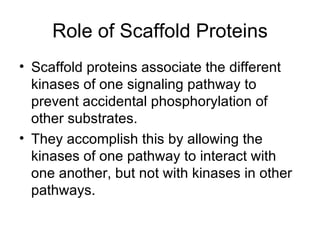 Role of Scaffold Proteins Scaffold proteins associate the different kinases of one signaling pathway to prevent accidental phosphorylation of other substrates. They accomplish this by allowing the kinases of one pathway to interact with one another, but not with kinases in other pathways. 
