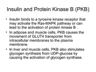 Insulin and Protein Kinase B (PKB) Insulin binds to a tyrosine kinase receptor that may activate the Ras-MAPK pathway or can lead to the activation of protein kinase B . In adipose and muscle cells, PKB causes the movement of GLUT4 transporter from intracellular membranes to the plasma membrane. In liver and muscle cells, PKB also stimulates glycogen synthesis from UDP-glucose by causing the activation of glycogen synthase.  