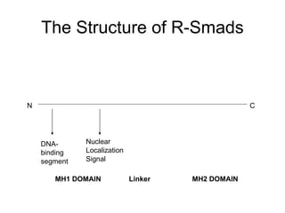 The Structure of R-Smads N C DNA- binding segment Nuclear Localization Signal MH1 DOMAIN  Linker  MH2 DOMAIN 