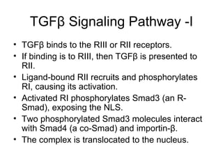 TGF β  Signaling Pathway -I TGF β  binds to the RIII or RII receptors. If binding is to RIII, then TGF β  is presented to RII. Ligand-bound RII recruits and phosphorylates RI, causing its activation. Activated RI phosphorylates Smad3 (an R-Smad), exposing the NLS. Two phosphorylated Smad3 molecules interact with Smad4 (a co-Smad) and importin- β . The complex is translocated to the nucleus. 