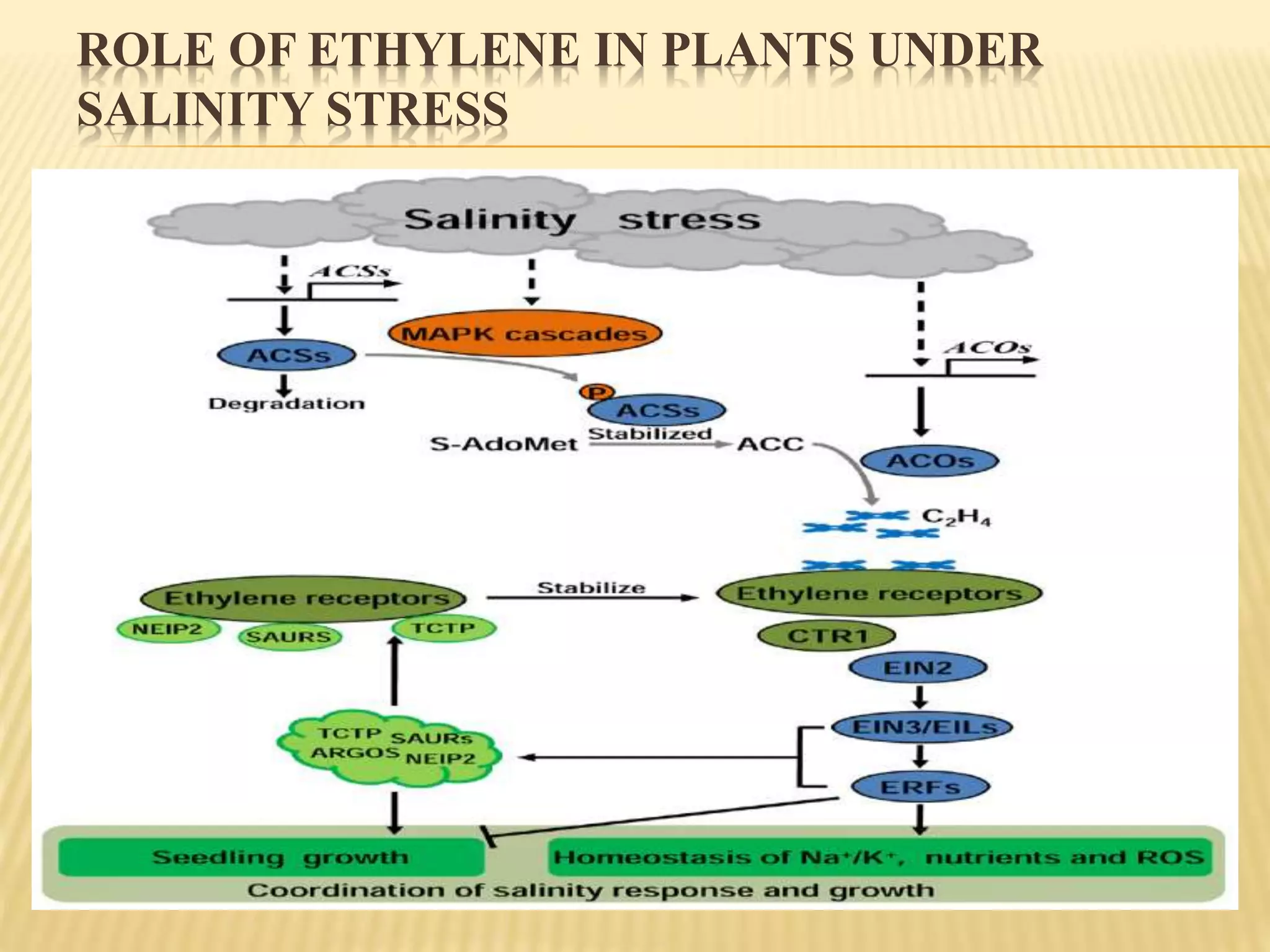 ROLE OF ETHYLENE IN PLANTS UNDER
SALINITY STRESS
 