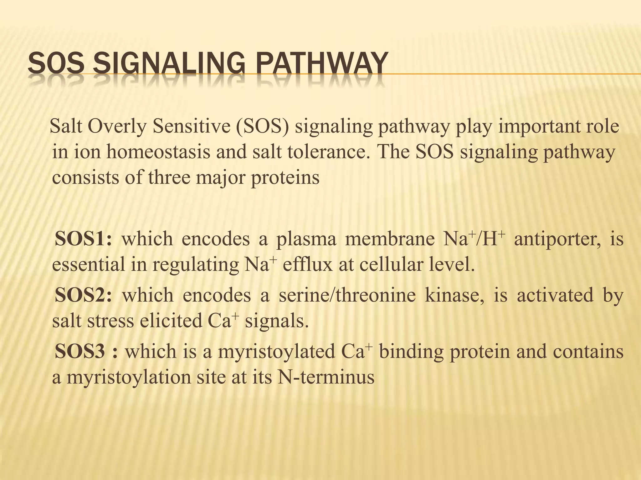 SOS SIGNALING PATHWAY
Salt Overly Sensitive (SOS) signaling pathway play important role
in ion homeostasis and salt tolerance. The SOS signaling pathway
consists of three major proteins
SOS1: which encodes a plasma membrane Na+/H+ antiporter, is
essential in regulating Na+ efflux at cellular level.
SOS2: which encodes a serine/threonine kinase, is activated by
salt stress elicited Ca+ signals.
SOS3 : which is a myristoylated Ca+ binding protein and contains
a myristoylation site at its N-terminus
 