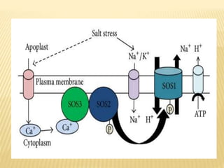 Signaling mechanisms due to salinity stress | PPTX