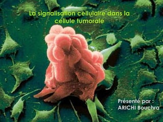 La signalisation cellulaire dans la
        cellule tumorale




                              Présenté par :
                              ARICHI Bouchra
 