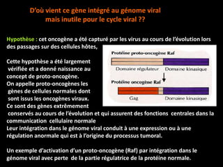 D’où vient ce gène intégré au génome viral
              mais inutile pour le cycle viral ??

Hypothèse : cet oncogène a été capturé par les virus au cours de l’évolution lors
des passages sur des cellules hôtes,

Cette hypothèse a été largement
 vérifiée et a donné naissance au
concept de proto-oncogène.
On appelle proto-oncogènes les
 gènes de cellules normales dont
 sont issus les oncogènes viraux.
Ce sont des gènes extrêmement
 conservés au cours de l’évolution et qui assurent des fonctions centrales dans la
communication cellulaire normale
Leur intégration dans le génome viral conduit à une expression ou à une
régulation anormale qui est à l’origine du processus tumoral.

Un exemple d’activation d’un proto-oncogène (Raf) par intégration dans le
génome viral avec perte de la partie régulatrice de la protéine normale.
 