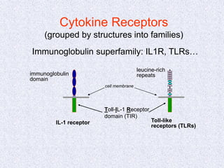Immunoglobulin superfamily: IL1R, TLRs…
Cytokine Receptors
(grouped by structures into families)
Toll-IL-1 Receptor
domain (TIR)
Toll-like
receptors (TLRs)
leucine-rich
repeats
immunoglobulin
domain
IL-1 receptor
cell membrane
 
