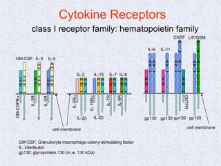 Cytokine Receptors
GM-CSFRa
IL-3R
IL-5R
b b
b
GM-CSF
IL-2
IL-3 IL-5
IL-15 IL-7 IL-9
g
g
g
g
IL-2Ra
IL-2b
IL-15Ra
IL-2b
IL-7R
IL-9R
class I receptor family: hematopoietin family
gp130
gp130 gp130 gp130
CNTFR
cell membrane cell membrane
GM-CSF: Granulocyte macrophage colony-stimulating factor
IL: interleukin
gp130: glycoprotein 130 (m.w. 130 kDa)
IL-6 IL-11
CNTF LIF/OSM
 