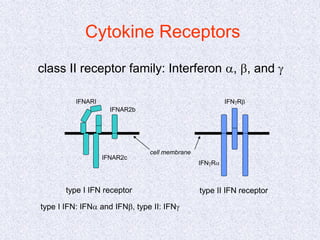 class II receptor family: Interferon a, b, and g
Cytokine Receptors
IFNARI
IFNAR2c
IFNAR2b
IFNgRa
IFNgRb
type I IFN receptor type II IFN receptor
cell membrane
type I IFN: IFNa and IFNb, type II: IFNg
 