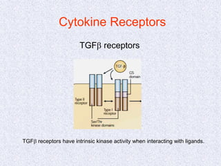Cytokine Receptors
TGFb receptors
TGFb receptors have intrinsic kinase activity when interacting with ligands.
 