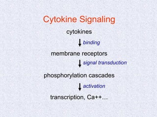 Cytokine Signaling
cytokines
membrane receptors
phosphorylation cascades
transcription, Ca++…
signal transduction
binding
activation
 