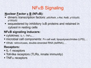 NFkB Signaling
NFkB signaling inducers:
 cytokines: IL-1, TNFa,…
 microbial cell components: Fn cell wall, lipopolysacchrides (LPS),…
 virus: retroviruses, double-stranded RNA (dsRNA),…
Receptors:
 IL-1 receptors
 Toll-like receptors (TLRs, innate immunity)
 TNFa receptors
Nuclear Factor k B (NFkB):
 dimeric transcription factors: p65/RelA, c-Rel, RelB, p105/p50,
p100/p52
 sequestered by inhibitory IkB proteins and retained in
cytosol in resting cells
 