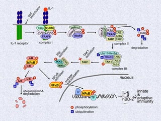 NFkB
IRAK
TRAF6
p
p
pellino1
IkB
IkB
p
p
TF
IRAK p
p
p
p
u
u
degradation
u
TAK1
u
u u
u
p
p
IkB
IkB
ubiquitination&
degradation
u
u TRAF6
p
TAK1
TAB1
TAB3
TAB2
Ubc13/Uev1A
complex III
IRAK
TRAF6
p
p
IRAK4
pellino1
TAK1
TAB1
TAB3
TAB2
p
complex II
IKKa
IKKb
p
p
u ubiquitination
phosphorylation
IL-1 receptor
IRAK
Tollip MyD88
IRAK4
TRAF6
p
p
complex I
IL-1
nucleus
IL-6
IL-8
hBD-2
….
innate
&
adaptive
immunity
p
NFkB p
p
TF NFkB p
 